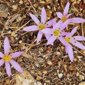 Cupanis Zeitlose (Colchicum cupanii), (c) Dr. Max Seyfried