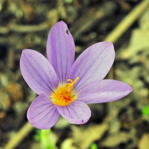 Langblättriger Krokus (Crocus longiflorus), (c) Dr. Max Seyfried