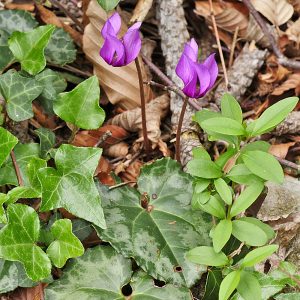 Europäisches Alpenveilchen (Cyclamen purpurascens), (c) Dr. Max Seyfried/NABU-naturgucker.de