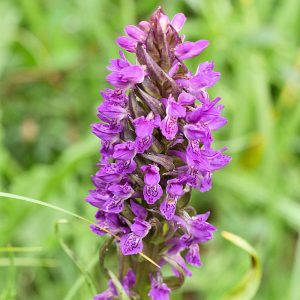 Fleischfarbene Fingerwurz (Dactylorhiza incarnata), (c) Dr. Max Seyfried/NABU-naturgucker.de