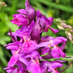 Holunder-Fingerwurz (Dactylorhiza sambucina), (c) Dr. Max Seyfried/NABU-naturgucker.de