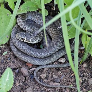 Gelbgrüne Zornnatter (Hierophis viridiflavus), (c) Dr. Max Seyfried