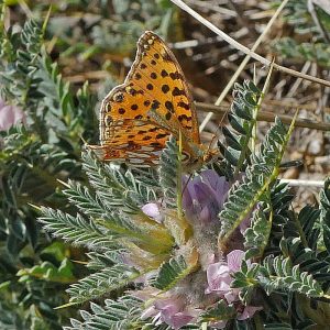 Kleiner Perlmutterfalter (Issoria lathonia), (c) Dr. Max Seyfried