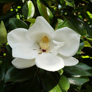 Immergrüne Magnolie (Magnolia grandiflora), (c) Dr. Max Seyfried/NABU-naturgucker.de