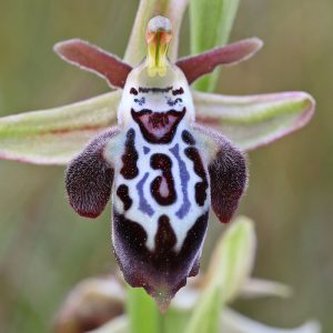 Kreta-Ragwurz var. ariadne (Ophrys cretica var. ariadnae), (c) Dr. Dirk Jödicke/NABU-naturgucker.de