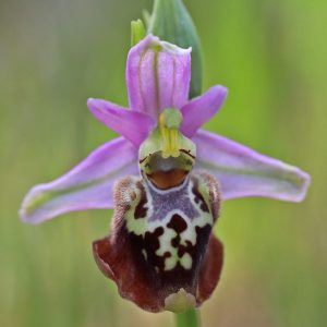 Heldreichs-Ragwurz var. calypsus (Ophrys heldreichii var. calypsus), (c) Dr. Dirk Jödicke/NABU-naturgucker.de