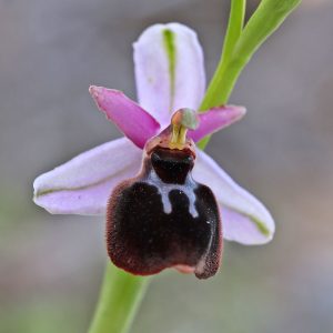 Argolische Ragwurz subsp. icariensis (Ophrys argolica subsp. icariensis), (c) Dr. Dirk Jödicke/NABU-naturgucker.de