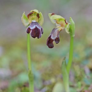 Israelische Ragwurz (Ophrys israelitica), (c) Dr. Dirk Jödicke/NABU-naturgucker.de