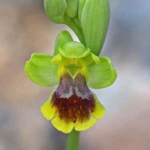 Gelbe Ragwurz subsp. heracleotica (Ophrys lutea var. heracleotica), (c) Dr. Dirk Jödicke/NABU-naturgucker.de