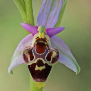 Bremsen-Ragwurz subsp. ceto (Ophrys oestrifera subsp. ceto), (c) Dr. Dirk Jödicke/NABU-naturgucker.de