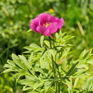 Echte Pfingstrose (Paeonia officinalis), (c) Dr. Max Seyfried/NABU-naturgucker.de