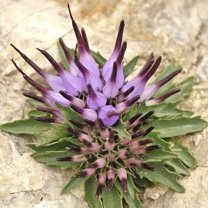 Schopfige Teufelskralle (Physoplexis comosa), (c) Dr. Max Seyfried/NABU-naturgucker.de