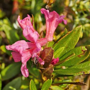 Rostblättrige Alpenrose (Rhododendron ferrugineum), (c) Dr. Max Seyfried/NABU-naturgucker.de Rostblättrige Alpenrose (Rhododendron ferrugineum), (c) Dr. Max Seyfried/NABU-naturgucker.de