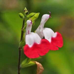 Kleinblättriger Salbei (Salvia microphylla), (c) Dr. Max Seyfried/NABU-naturgucker.de Kleinblättriger Salbei (Salvia microphylla), (c) Dr. Max Seyfried/NABU-naturgucker.de