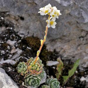 Rispen-Steinbrech (Saxifraga paniculata), (c) Dr. Max Seyfried/NABU-naturgucker.de Rispen-Steinbrech (Saxifraga paniculata), (c) Dr. Max Seyfried/NABU-naturgucker.de