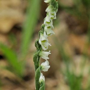 Herbst-Drehwurz (Spiranthes spiralis), (c) Dr. Max Seyfried