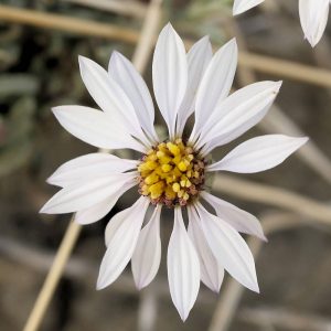 Sorrentinische Strandaster (Tripolium sorrentinoi), (c) Dr. Max Seyfried