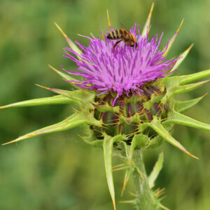 Gewöhnliche Mariendistel (Silybum marianum), (c) Dr. Alexander Wirth/NABU-natutgucker.de