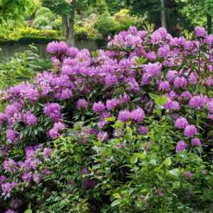 Pontischer Rhododendron (Rhododendron ponticum), (c) Northernsecrets