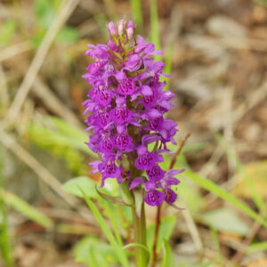 Purpurblütige Fingerwurz (Dactylorhiza purpurella), (c) Dr. Max Seyfried