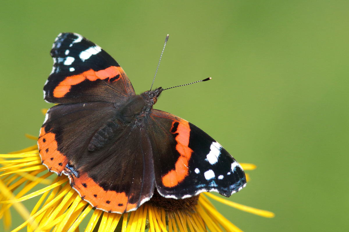 Admiral (Vanessa atalanta), (c) Kai Bratke/NABU-naturgucker.de