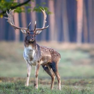 Damhirsch (Dama dama), (c) Markus Gläßel/NABU-naturgucker.de