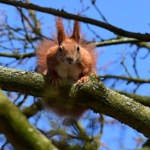 Europäisches Eichhörnchen (Sciurus vulgaris), (c) Alexander Wirth/NABU-Naturgucker.de