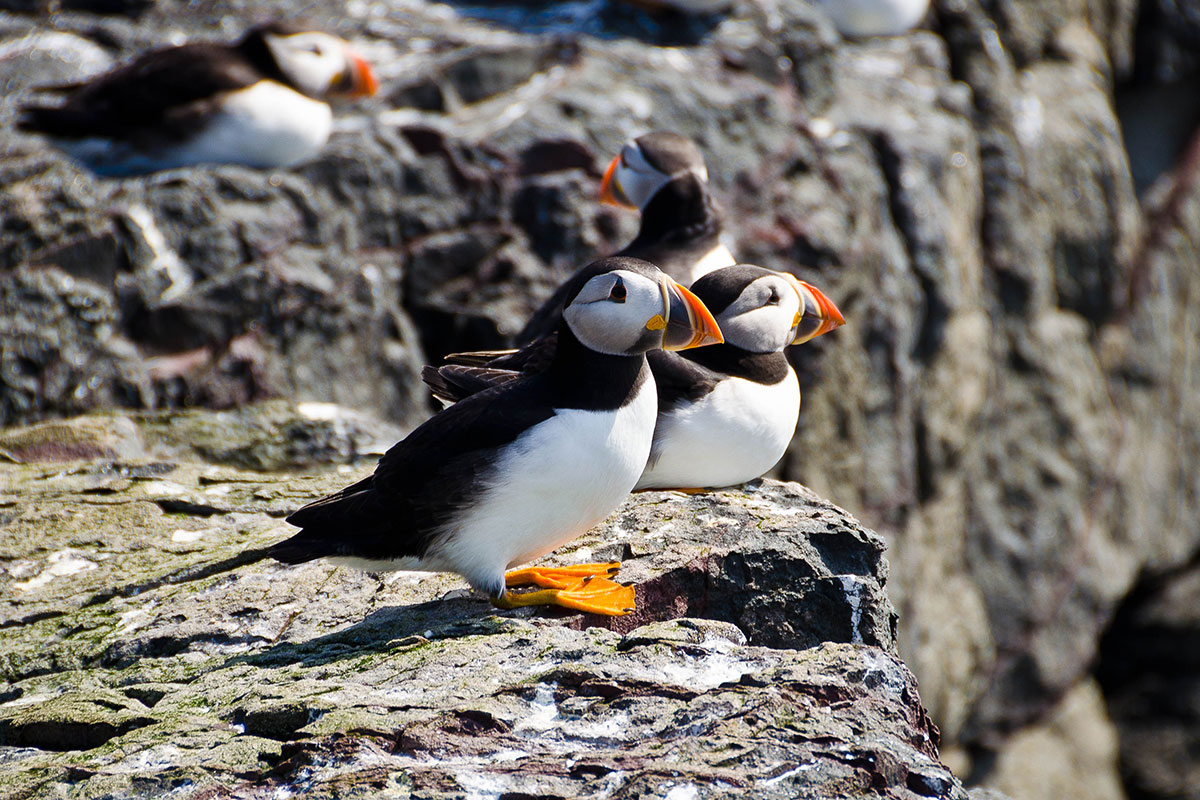 Papageitaucher (Fratercula arctica) (c) Northernsecrets