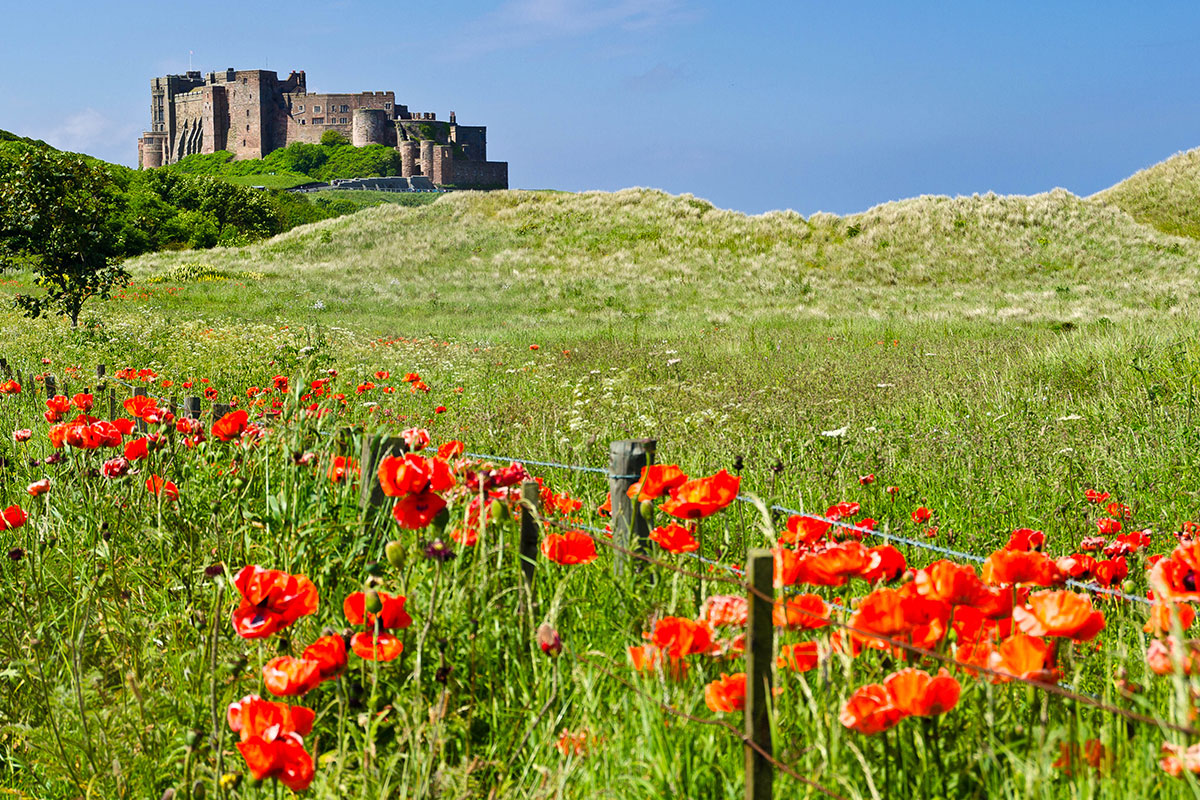 Klatschmohnwiese vor Castle Bamburgh (c) Northernsecrets