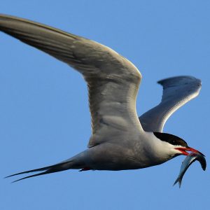 Flussseeschwalbe (Sterna hirundo), (c) Alexander Wirth/NABU-Naturgucker.de