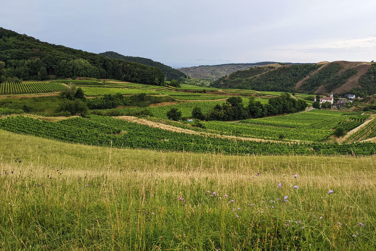 Der Badberg bei Vogtsburg im Kaiserstuhl, (c) Dr. Mareike Possienke