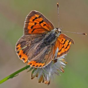 Kleiner Feuerfalter (Lycaena phlaeas), (c) Bernhard Konzen/NABU-naturgucker.de