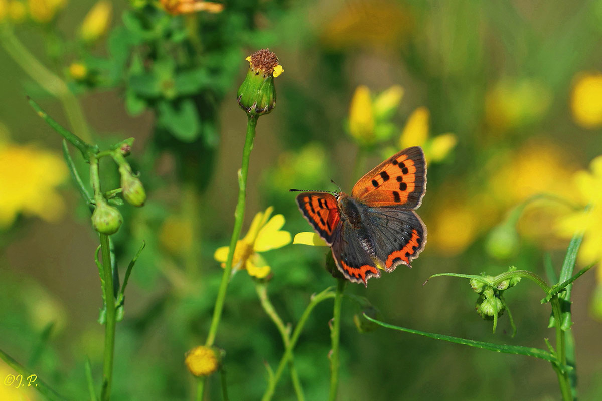 Kleiner Feuerfalter (Lycaena phlaeas), (c) Jürgen Podgorski/NABU-naturgucker.de