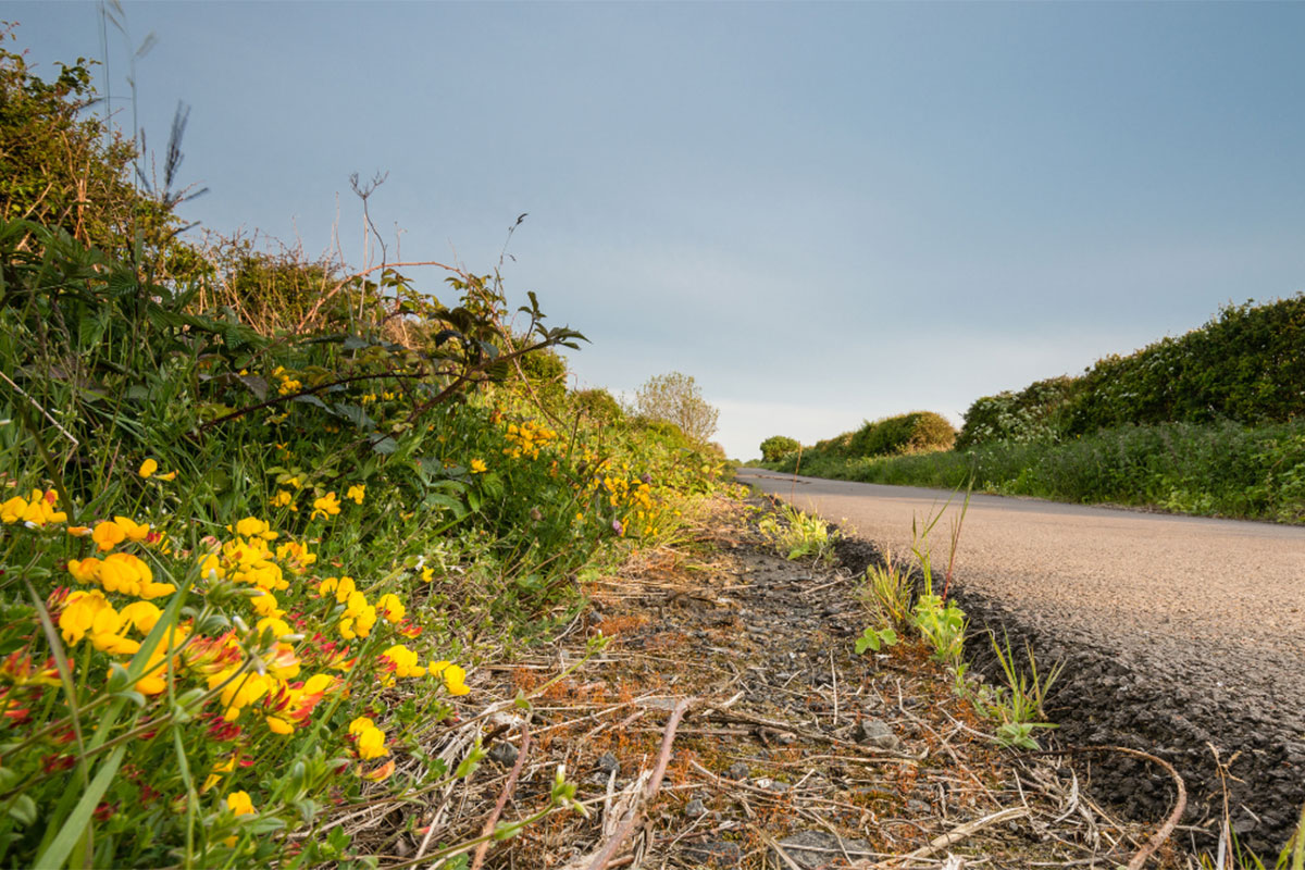 Am Wegesrand in Northumberland (c) Northernsecrets