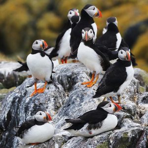 Papageitaucher (Fratercula arctica), (c) Johannes Klemenz/NABU-naturgucker.de