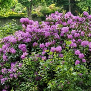 Rhododendron-Cragside, (c) Northernsecrets