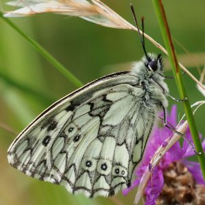 Schachbrettfalter (Melanargia galathea), (c) Dr. Mareike Possienke