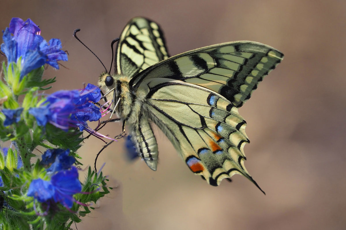 Schwalbenschwanz (Papilio machaon), (c) Bernhard Konzen/NABU-naturgucker.de