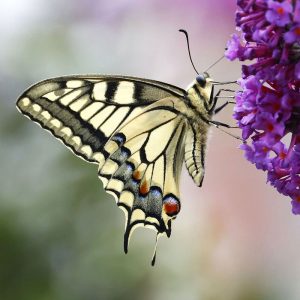 Schwalbenschwanz (Papilio machaon), (c) Ulrich Köller/NABU-naturgucker.de