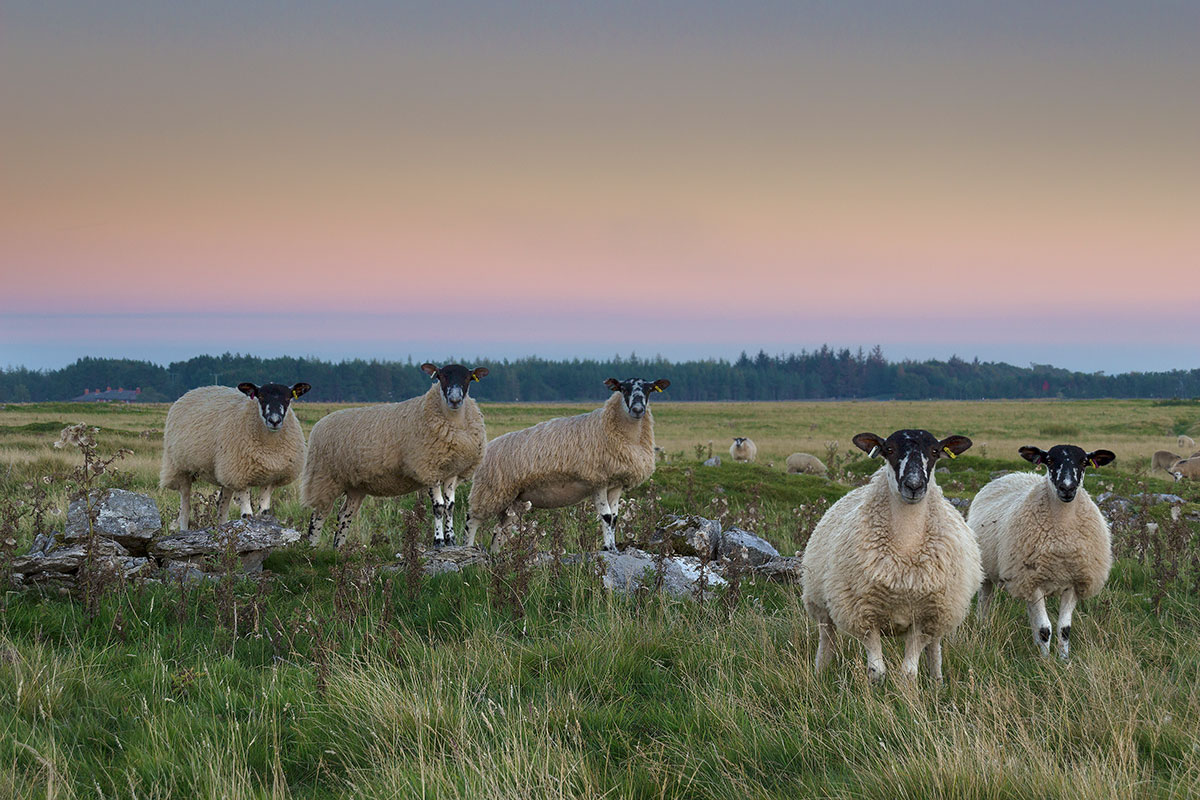 Schafherde in Northumberland (c) Northernsecrets