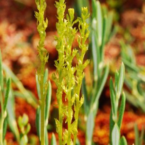 Sumpf-Weichorchis (Hammarbya paludosa), (c) Dieter Gschwend/NABU-naturgucker.de