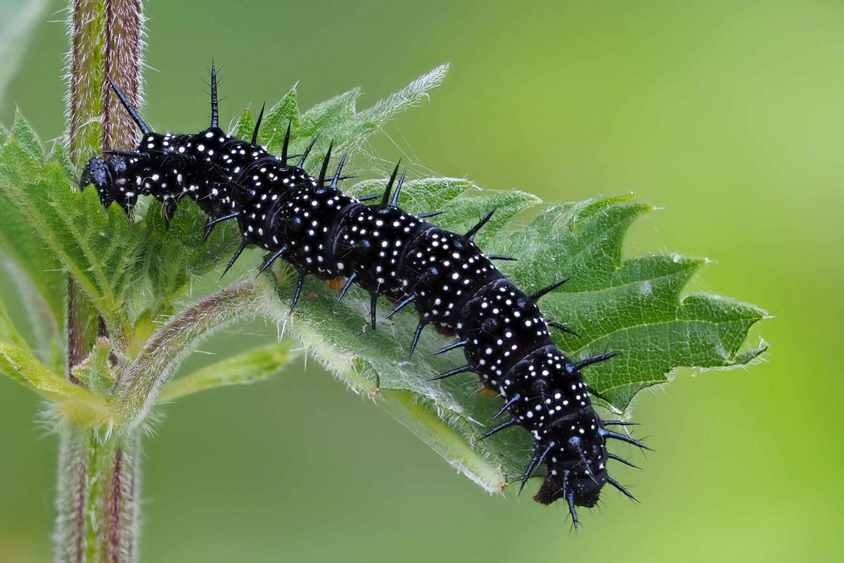 Raupe des Tagpfauenauges (Aglais io), (c) Bernhard Konzen/NABU-naturgucker.de