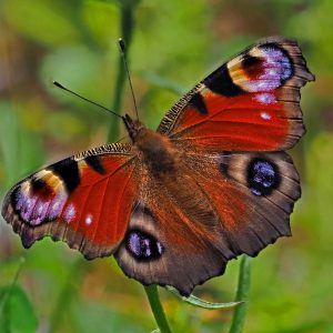 Tagpfauenauge (Aglais io), (c) Bernhard Konzen/NABU-naturgucker.de