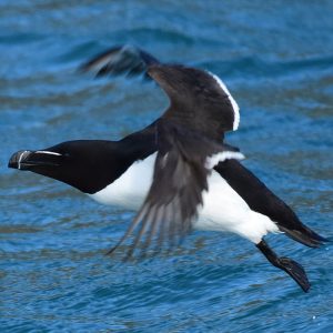 Tordalk (Alca torda), (c) Alexander Wirth/NABU-Naturgucker.de