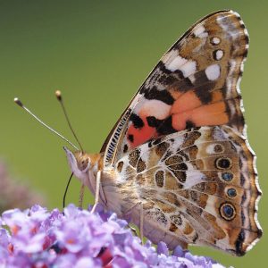 Distelfalter (Vanessa cardui), (c) Dr. Mareike Possienke