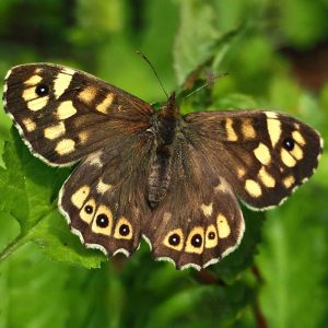 Waldbrettspiel (Pararge aegeria), (c) Dr. Mareike Possienke