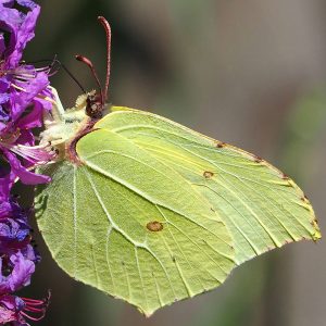 Zitronenfalter (Gonepteryx rhamni), (c) Dr. Mareike Possienke