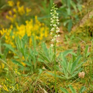 Zweiblättrige Waldhyazinthe (Platanthera bifolia), (c) Alexander Wirth/NABU-Naturgucker.de