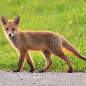 Junger Rotfuchs (Vulpes vulpes) (c) Alexander Wirth/NABU-Naturgucker.de