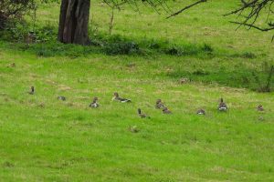 Ein paar Graugänse hielten sich in Polder 1 auf, (c) Gaby Schulemann-Maier